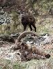 ... un chamois s'approche du vieux m�le ...