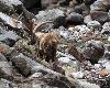 ... l'herbe est sans doute plus verte � proximit� de l'eau
