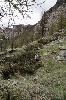 Pelouse alpine ...