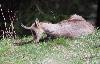 L'apr�s-midi, les chamois se toilettent ...