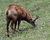 ... ou se laissent tenter par l'herbe fra�che
