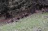 Ici, ces chamois se sont r�unis � l'ombre ...