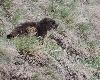 Une jeune marmotte les observe ...