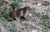 ... une marmotte adulte, devant son terrier ...