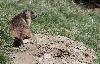 Marmotte aux aguets