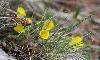 La temp�rature monte ... les premi�res fleurs �closent : ici, une renoncule des montagnes ...