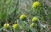 ... ou encore cette �tonnante Euphorbe r�veil-matin
