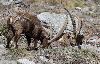 On y trouve aussi des bouquetins ... ces derniers commen�ant � perdre leur pelage d'hiver