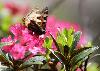 Petite tortue (Aglais urticae)_Riederfurka_juin 2012