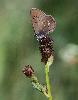 Demi-argus (Cyaniris semiargus)_Lauenen_juillet 2012