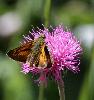 Sylvaine m�le (Ochlodes faunus m�le)_La Fouly_juillet 2012