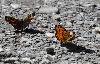 M�lit�e noir�tre (Melitaea diamina) et  Nacr� porphyrin (Clossania titania)_La Fouly_juillet 2012