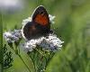 Moir� ... (Erebia ...)_Chavornay_ao�t 2012
