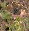 Argus bleu c�leste (Polyommatus bellargus)_Nax_ao�t 2012