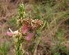 Argus bleu c�leste_ Polyommatus bellargus_Nax_ao�t 2012