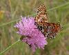 Deux M�lit�es orang�es_Melitaea didyma_Nax_ao�t 2012