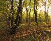 ... ce sous-bois automnal m�ne ... 