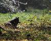 Le fameux Grand m�chant loup des histoires a beaucoup nui au loup d'Europe ...
