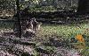 Animal social, le loup vit en meute hi�rarchis�e. Les loups d�une m�me meute sont souvent unis par des liens familiaux ...