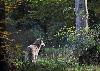 ... d'un v�ritable �crin de verdure ...
