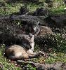 L'une des meutes de loups d'Europe est en phase d'extinction programm�e, la consanguinit� risquant d'en venir � bout.