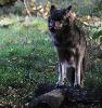 ... le loup d'Europe ...