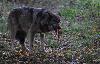 ... est carnivore.