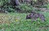 Il chasse ...