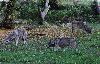 ... en meute des proies pouvant �tre bien plus grosses que lui. Il est donc utile � la r�gulation des populations de gros herbivores.