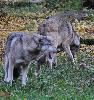 De la cabane Ysengrin, on peut entendre les loups d'Europe hurler.
