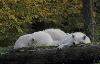 Une autre meute de loups, celle-ci de loups arctiques (loups blancs ou loups de Sib�rie), fait la joie des visiteurs.