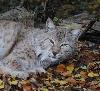 C'est un animal solitaire : m�le et femelle ne se rencontrent qu'� la p�riode des amours.