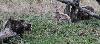 Les ours bruns sont �galement pr�sents : trois femelles ...