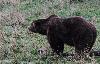 ... et un m�le, particuli�rement impressionnant.
