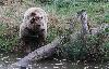 ... son attention est attir�e ailleurs : nous sommes en effet all�s cacher de la nourriture dans l'enclos avant l'arriv�e des ours ...