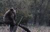  ... � grimper ...
