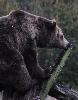 ... friandise particuli�rement appr�ci�e par les ours.