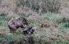 L'ours se nourrit de 80% de v�g�taux et de 20% de viande (principalement des insectes, des petits rongeurs et des charognes).