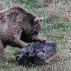 C'est un animal opportuniste qui se nourrit de ce qu'il trouve en abondance dans son milieu.