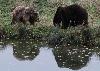 Au parc de Sainte-Croix, l'ours m�le est st�rilis�. Ainsi, il peut toujours s'accoupler, mais sans se reproduire. En effet, les parcs peinent � trouver un lieu o� placer les oursons.