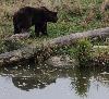 L'ours m�le conserve ainsi toute sa vigueur et un comportement naturel.