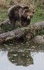 Les ours femelles semblent appr�cier de voir ... 