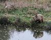 ...  leur reflet dans l'eau.
