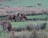 ... ses mouflons de Corse ...
