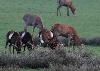 Le mouflon du Proche Orient est le v�ritable anc�tre des moutons domestiques. Celui de Corse est issu des moutons primitifs introduits 6 000 ans avant JC sur cette �le o� ils sont redevenus sauvages.