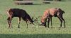 A fin septembre et jusqu'� mi-octobre, on peut assister au brame du cerf et aux combats entre les m�les ...