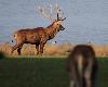 A l�origine, le cerf vivait en milieu ouvert (plaines) comme en t�moigne sa ramure inadapt�e � la for�t. Aujourd�hui, du fait des activit�s humaines, le cerf se rencontre dans les for�ts de feuillus et les for�ts mixtes.