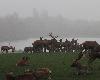 ... le lendemain, le brouillard r�gne en ma�tre sur la prairie des cervid�s ...