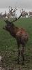 Un superbe 18 cors ... irr�guliers semble-t-il ... (contrairement � une croyance r�pandue, le nombre de cors n'a pas de rapport direct avec l'�ge de l'animal) ...