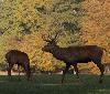 ... pour atteindre leur plein d�veloppement ...
